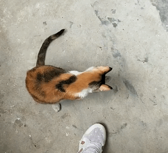 猫咪嗓子哑了怎么回事，猫咪嗓子哑了怎么办（猫妈妈苦找18小时）