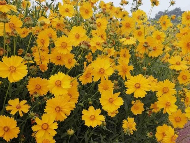 紫薇花什么季节开花，紫薇什么时候开花（温度高也不休眠）