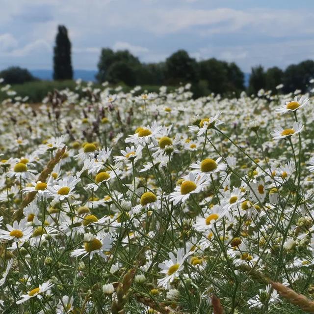 精油按摩7部位不同手法全面造美肌,精油按摩脸部的手法(学会极简精油护肤) 精油按摩7部位不同手法全面造美肌,精油按摩脸部的手法(学会极简精油护肤)