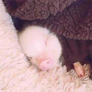 搞笑名字大全，笑死人的名字（逗比搞笑宠物名字大全另类取名博关注-可爱点）