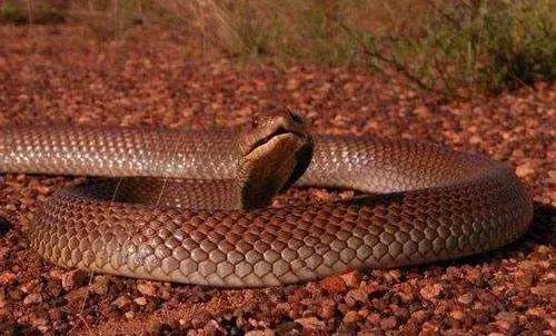 蛇皮果的营养价值，这种水果不一般（蛇皮果的药用价值）