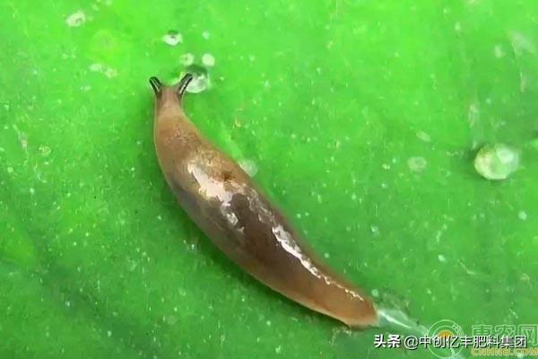 鼻涕虫有毒吗，消灭鼻涕虫的最佳方法（蛞蝓有什么危害）
