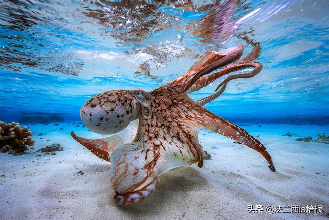 章鱼：海洋中最顶尖的伪装大师，凭借变幻莫测的体色与形态完美融入环境