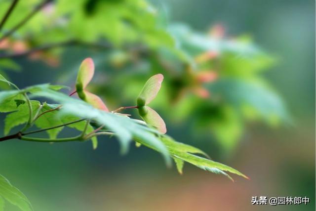 红叶植物简介，红叶植物简介资料（别再误把槭树当枫树）