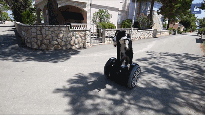 牧羊犬喜欢吃什么，还有这些特性让你又爱又恨