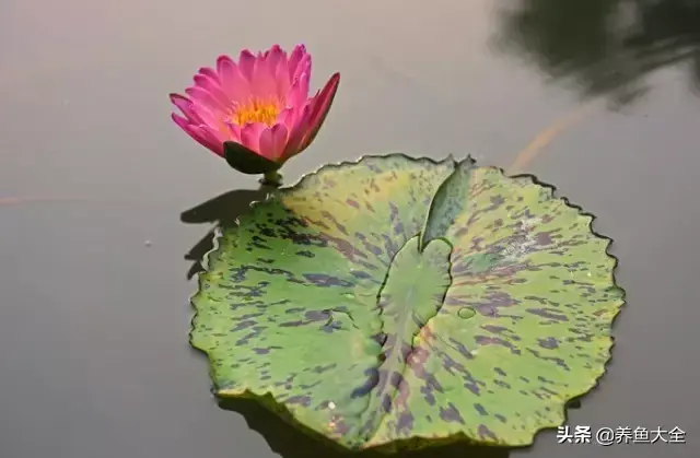 莲花的别称有哪些，莲花的别称有哪些拼音（ 太齐全太珍贵了）