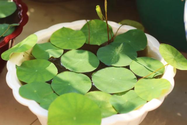 关于谷雨的简单介绍，关于谷雨的简单介绍20字（二十四节气之谷雨）