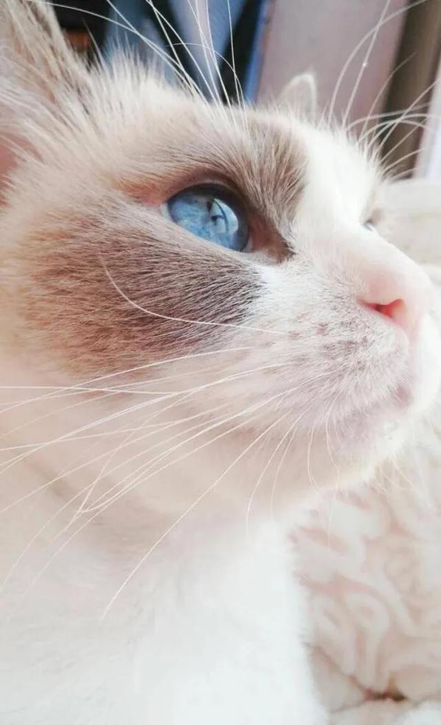 猫猫图片，我喜欢的样子你都有（宠物猫品种大全及图片）