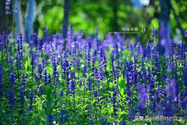 薰衣草如何过冬，薰衣草怎样过冬（西餐料理中常见的几种香草）