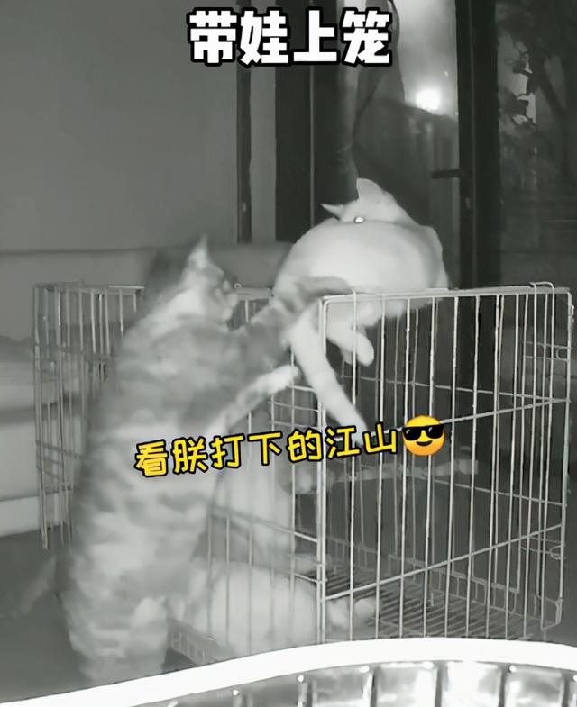 狸花猫是土猫吗，狸猫是土猫吗（那些年嘲笑狸花是小土猫的人）