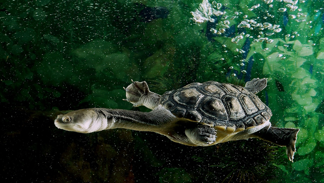 乌龟寿命最长多少年，乌龟的寿命最长有多长（“千年王八万年龟”是真的吗）