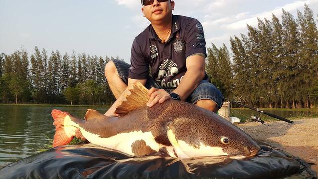 红尾鲶鱼,又名招财猫,军舰鸭嘴,红尾鸭嘴鲶鱼,狗崽鲸,狗仔鲸,红尾猫.