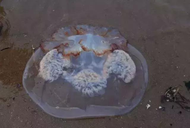 请问清炸小扒皮鱼的做法，炸小剥皮鱼的做法大全（今后再也不怕不认识海鲜了）