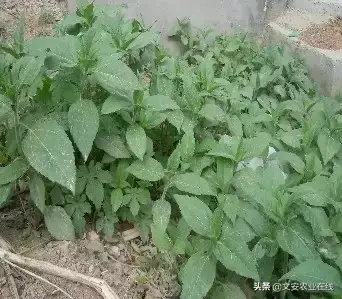 野荞麦根和乌鸡蛋煮，野荞麦根和乌鸡蛋煮水的功效（农业科普：53种野菜）