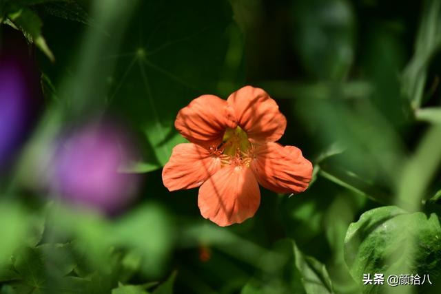 百合几月份开花，百合花什么时候开花（盛开在初夏的橙色花园）