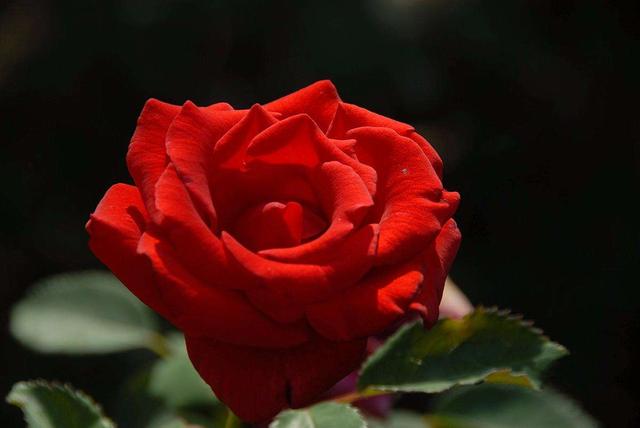 石头剪刀布倒过来看是什么意思，石头剪刀布倒过来看是什么意思回应（这4个恋爱套路你学会了吗）