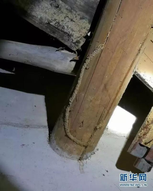 白蚁是什么，白蚁是什么样的图片（钻头发、钻衣服、拆你的家…别私自处理）