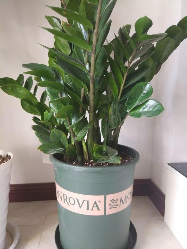 山药豆是什么，山药豆是什么样子的图片（挖出一把“山药豆”）