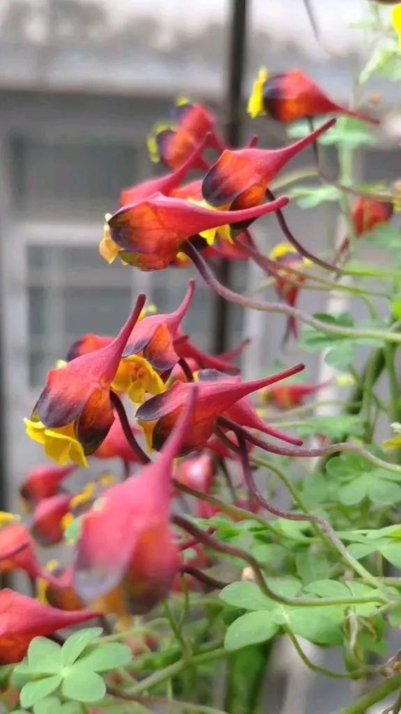 类似爬山虎的植物有哪些，除了爬山虎还有什么植物（7种超强繁育能力爬墙花）