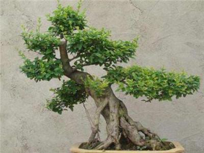 冬青的养殖方法和注意事项，冬青的养殖方法和注意事项玉树（直立冬青的养殖方法和注意事项）