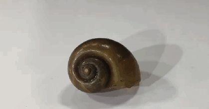 田螺吃哪个部位示范图，田螺的吃法吃那个部位（可能会感染中枢神经）