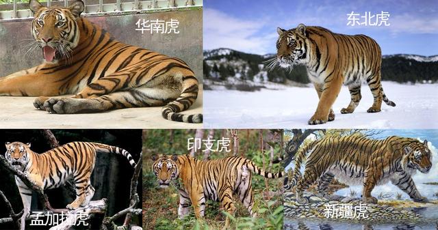 东北虎有何特点，东北虎的缺点（浅谈老虎在中国的古今生存状态）