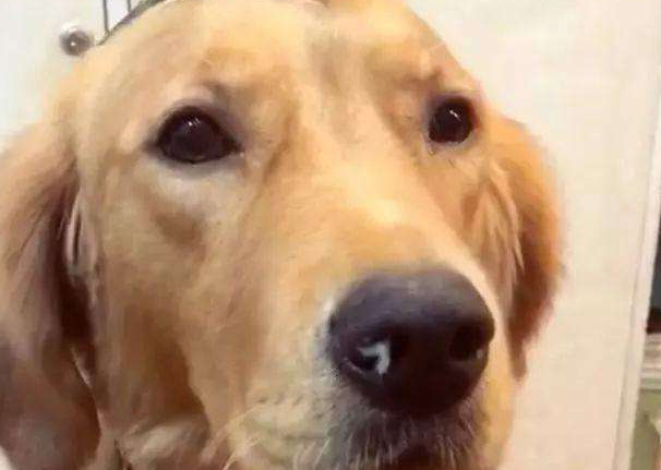 狗狗很精神但是流鼻涕，狗狗鼻塞流鼻涕怎么办（第二种情况要注意）