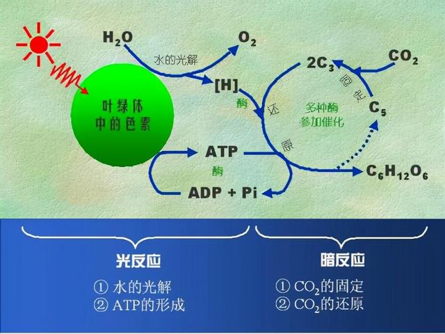 植物的特点有哪些，所有的植物都有什么特点（什么是植物 功能及其作用）