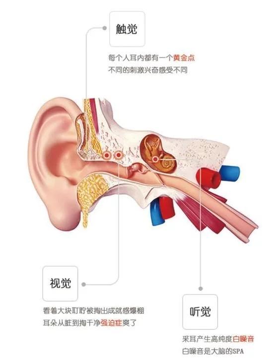 采完耳为什么耳屎变多了，采耳的清洗步骤（采完后恨我自己只有两个耳朵）