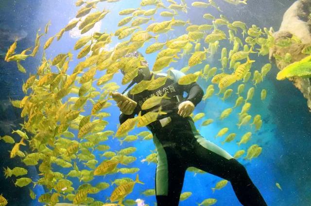 西安海洋馆，一天玩转曲江海洋公园的攻略现在才知道（西安海洋馆作文）