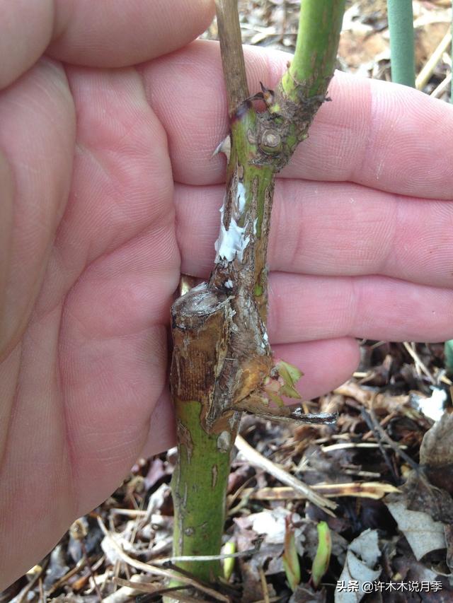 根瘤病用什么农药治,治疗根瘤病的药(月季癌症得了一个传染一大片) 根瘤病用什么农药治,治疗根瘤病的药(月季癌症得了一个传染一大片)