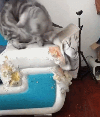 猫咪正确使用猫抓板的十个原则，猫咪为啥要用猫抓板（哪种才是猫咪真爱）