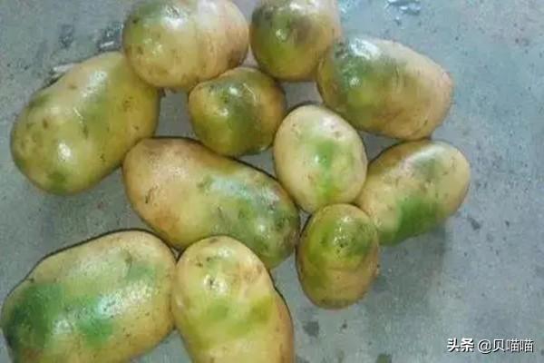 不能吃的土豆照片，哪些人千万不能吃土豆（土豆刚冒一点芽能吃吗）