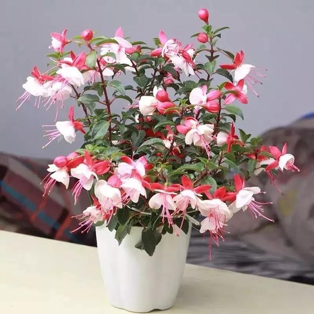 春夏秋冬四季什么花好看，这十种花几乎一年四季都开花