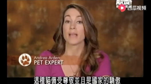 狸花猫是土猫吗，狸猫是土猫吗（那些年嘲笑狸花是小土猫的人）