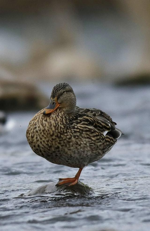 野鸭的种类有哪些，野鸭子有哪几种（TA就是野鸭中最靓的仔）