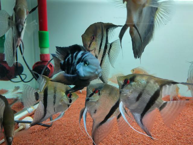 鹦鹉鱼可以跟什么鱼混养，什么鱼可以与鹦鹉鱼混养（迷你鹦鹉鱼能和什么鱼混养）