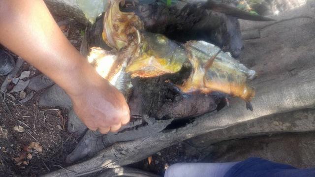 帝王三间和巴西亚鱼有什么区别，巴西亚鱼与皇冠三间鱼有什么区别（也许等不到中国钓鱼人就被消灭光了）