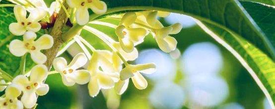 怎样栽培桂花树，如何种植桂花（桂花怎么种植方法）