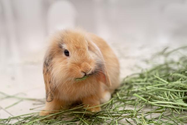 兔子喜欢吃什么食物，兔子吃啥好养活（兔子一般吃什么食物）