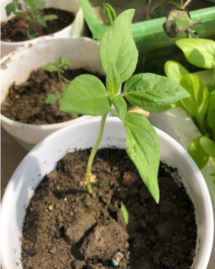 向日葵种植时间和方法，怎样让盆栽向日葵长得低矮爱开花
