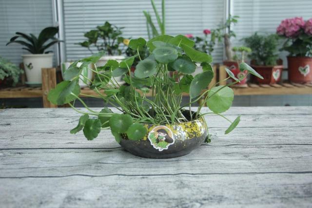 可以水培的植物，适合水培的小植物有哪些（盆栽太累想水培）