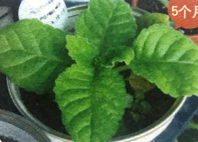 地不容的繁殖方法，地不容的繁殖栽培（试试哪一种方法更容易成功栽种在阳台上）