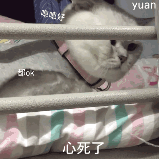​抖音上小狗舔屏壁纸设置攻略小狗舔屏动态壁纸，小狗壁纸ins可爱（搞笑GIF图：萌宠）