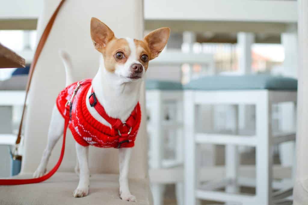 十大最省心的小型犬品种，第一次养狗养它轻松很多