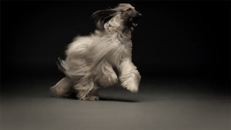 宠物狗排名，最好看的7种狗排名（宠物狗排名前十）