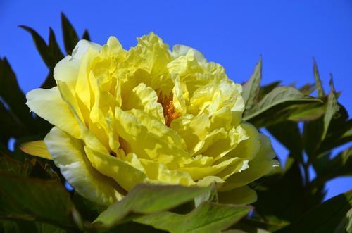 绿牡丹花语，豆绿牡丹花语（一叶一菩提——奇花异草葛巾紫）