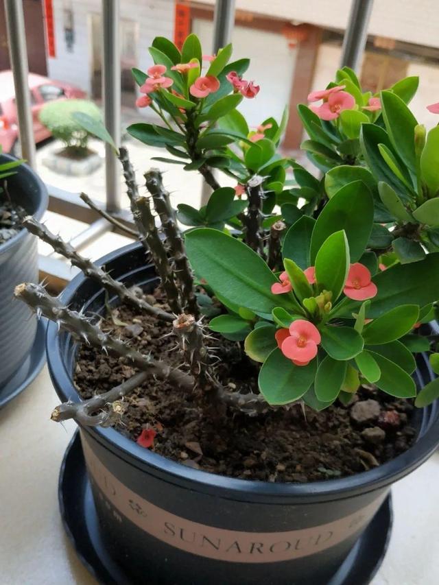 虎刺梅生虫怎么解决，虎刺梅长虫子怎么办（离太近都不好）