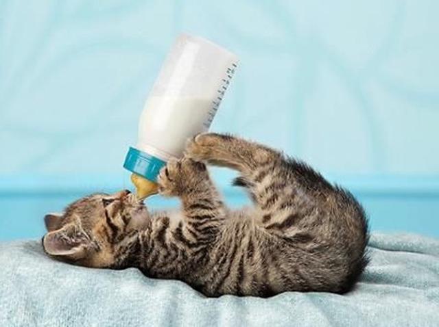 猫可以喝椰奶吗，椰子无糖酸奶猫能吃吗（你应该知道猫和牛奶的这些历史）