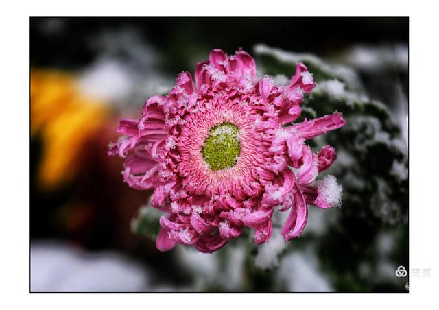 菊花象征着什么，菊花象征着什么人物（菊花的品质和精神）